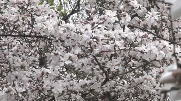 Rózsaszín Magnóliák Szépen Virágzik Botanikus Kertben Tavasszal Szeles Napon Videoklip — Stock videók