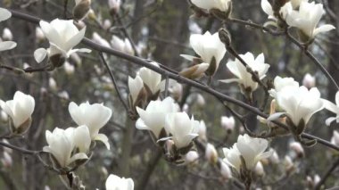 Manolya güzel closeup çekim bahar rüzgarlı gün video klip Botanik bahçesinde çiçek.