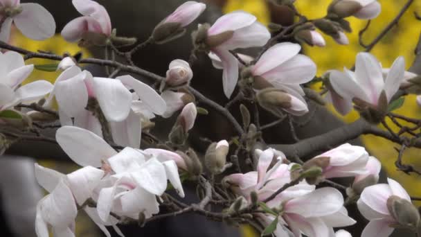 Magnólie Krásně Kvést Botanické Zahradě Jarní Větrný Den Videoklip Zastřelil — Stock video