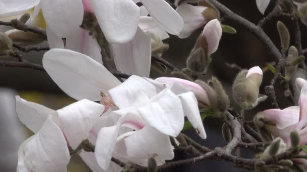 Les Magnolias Fleurissent Magnifiquement Dans Jardin Botanique Printemps Journée Venteuse — Video