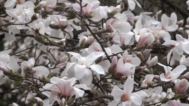 Rosa Magnolias Flor Lindamente Jardim Botânico Dia Ventoso Primavera Vídeo — Vídeo de Stock