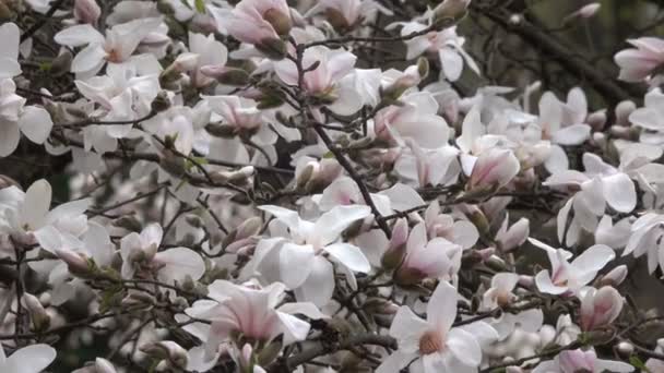 Rosa Magnolias Flor Lindamente Jardim Botânico Dia Ventoso Primavera Vídeo — Vídeo de Stock