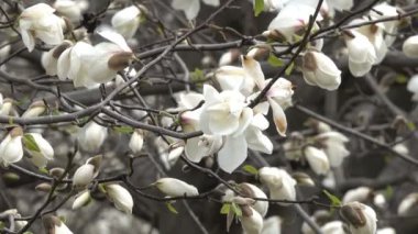 Manolya güzel closeup çekim bahar rüzgarlı gün video klip Botanik bahçesinde çiçek.