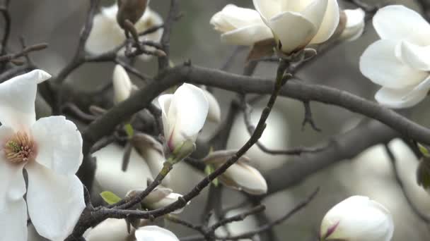 Magnolie Splendidamente Fioriscono Nel Giardino Botanico Primavera Ventoso Giorno Video — Video Stock