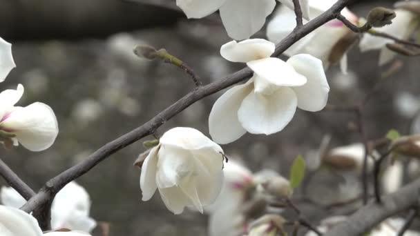 Magnolias Lindamente Florescer Jardim Botânico Dia Ventoso Primavera Vídeo Clip — Vídeo de Stock