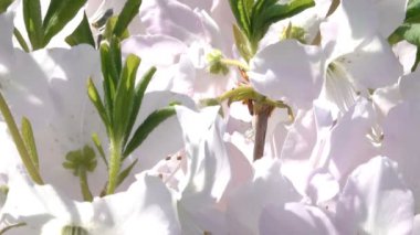 Ormangülü çiçek bahar yakın çekim yakınlaştırma ile Botanik bahçesinde büyük çiçek etkisi