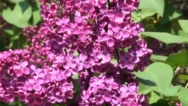 Grote Bloemen Van Seringen Bloeien Botanische Tuin Het Voorjaar Close — Stockvideo