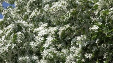 Beyaz çiçeklerle yakınlaştırma ile bahar botanik bahçesi içinde bir büyük meyve ağacı çiçek etkisi