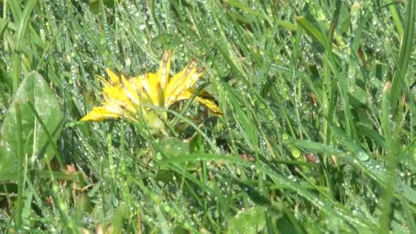 Жовті Весняні Квіти Кульбаби Розквітнуть Клумбі Краплі Води Крупним Планом — стокове відео