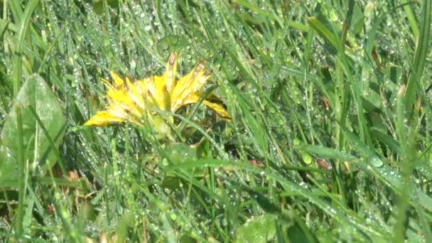 Flores Amarelas Primavera Dente Leão Florescem Canteiro Flores Gotas Água — Vídeo de Stock