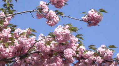 Güzel pembe sakura çiçekler çiçek bahar yakın çekim yakınlaştırma ile Botanik bahçesinde etkisi