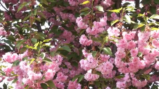 Красивые Розовые Цветы Сакуры Расцветают Ботаническом Саду Весной Крупным Планом — стоковое видео