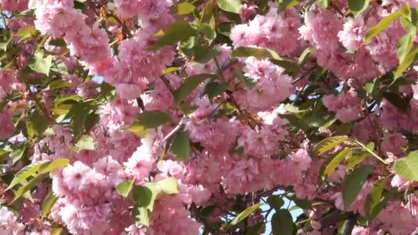 Όμορφη Sakura Ροζ Λουλούδια Που Ανθίζουν Στον Βοτανικό Κήπο Την — Αρχείο Βίντεο