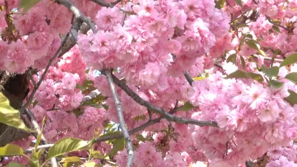 Krásné Růžové Sakura Kvete Botanické Zahradě Detail Jara Zoom Efekt — Stock video