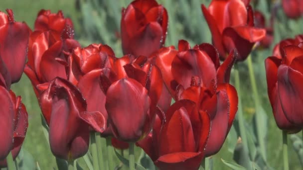 じょうろズームでクローズ アップからの水の滴の花壇に咲く赤いチューリップ効果 — ストック動画