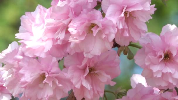 Beautiful Pink Sakura Flowers Bloom Botanical Garden Spring Close Zooming — Stock Video