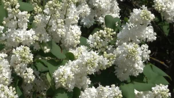 Large Flowers Lilacs Bloom Botanical Garden Spring Close Zooming Effect — Stock Video