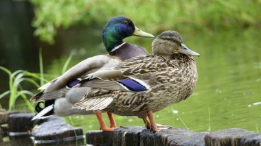 Vahşi drake ve ördek