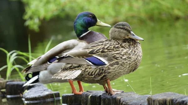 Vahşi drake ve ördek