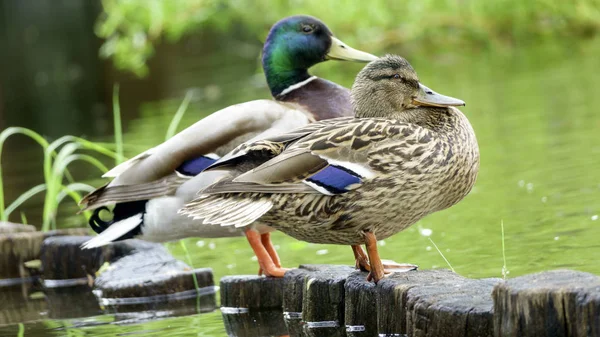 Wild drake en eend — Stockfoto