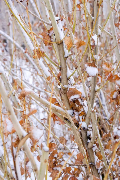 Vinterbakgrund av grenar — Stockfoto