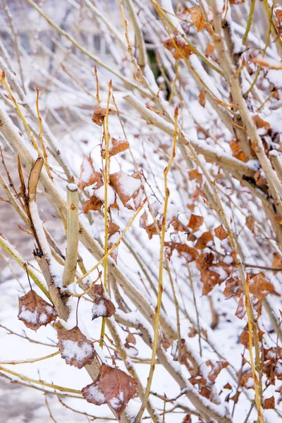 Winter achtergrond van takken — Stockfoto