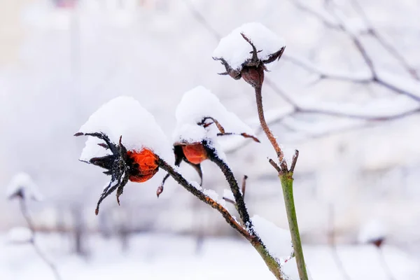 Sfondo invernale di rami — Foto Stock