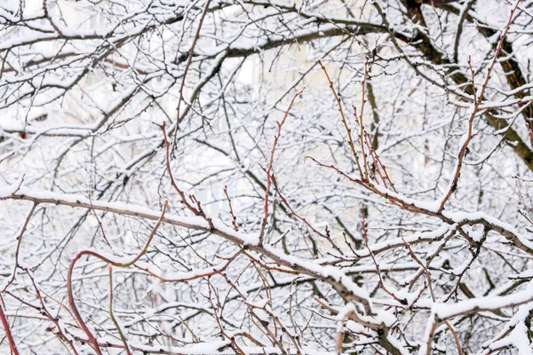 Winter background of branches — 스톡 사진