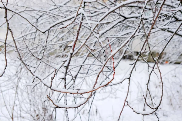 Fundo de inverno de ramos — Fotografia de Stock