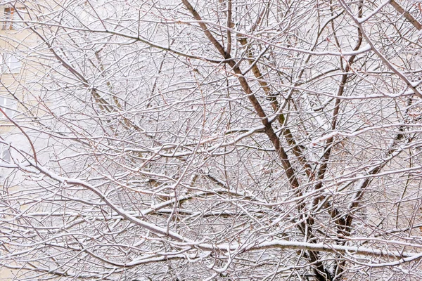 Winter background of branches — 스톡 사진