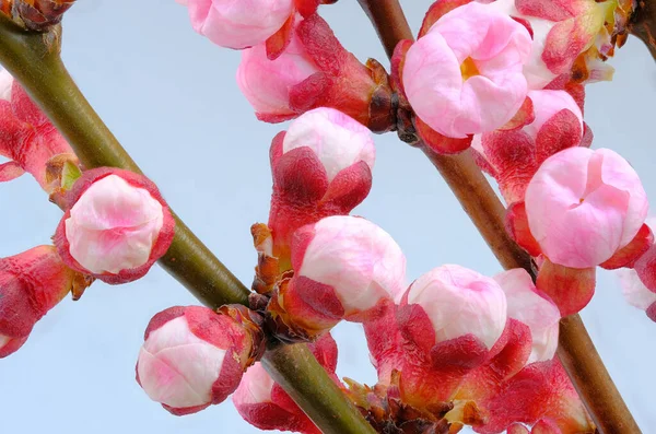 Neotevřené Pupeny Meruňkových Květů Větvích Modrém Pozadí Detail Makro Fotografie — Stock fotografie