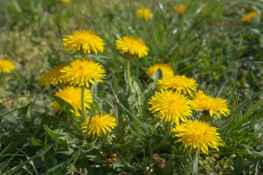 Sarı karahindiba çiçekleri güneşli bir bahar gününde çimenlikteki bir çayırda açar.