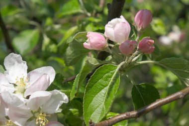 Bahçede güneşli bir bahar gününde çiçek açan elma ağacının dalları