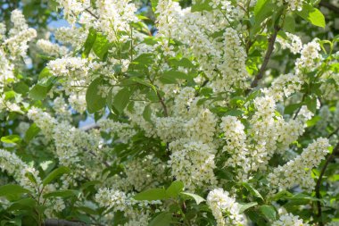 Bahçede güneşli bir bahar gününde çiçek açan Aronia ağacının dalları