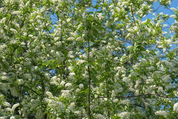 Takken Van Een Bloeiende Aronia Boom Een Zonnige Lentedag Tuin — Stockfoto