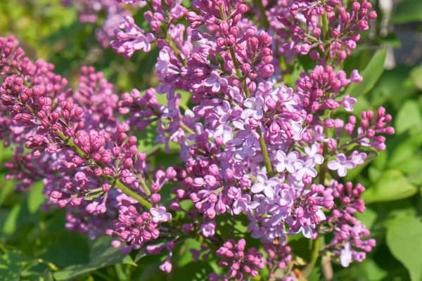 在一个阳光灿烂的春日 花园里一丛丛盛开的紫丁香 — 图库照片