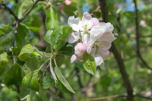 Branches Blossoming Apple Tree Tree Sunny Spring Day Garden — Stock Photo, Image