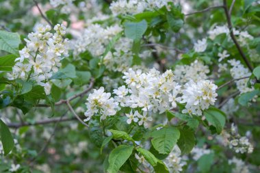 Bahçede güneşli bir bahar gününde çiçek açan Aronia ağacının dalları