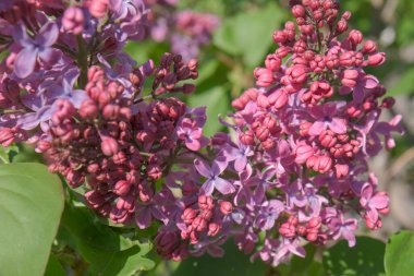 Bahçede güneşli bir bahar gününde çiçek açan leylak çalıları