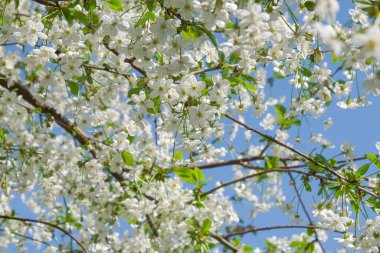 Bahçede güneşli bir bahar gününde açan kiraz ağacının dalları