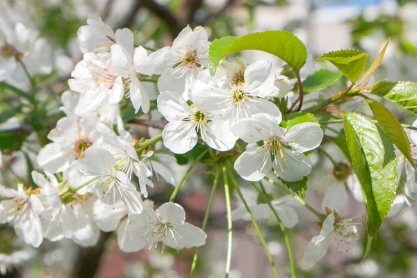 Větve Kvetoucího Třešně Slunném Jarním Dni Zahradě — Stock fotografie