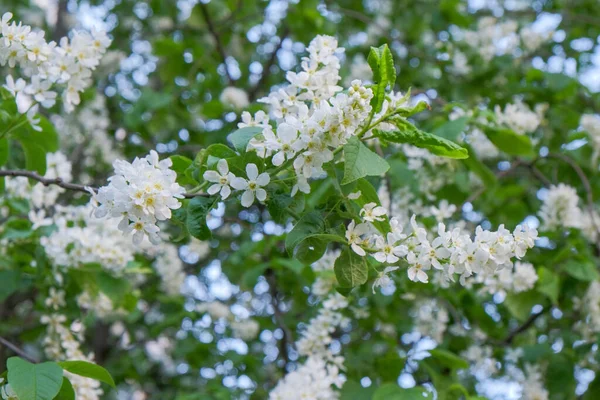 Branches Aronia Fleuri Par Une Journée Ensoleillée Printemps Dans Jardin — Photo