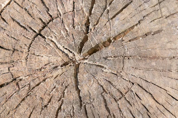 Holzstruktur Hintergrund Aus Birke Nahaufnahme Makroaufnahme — Stockfoto