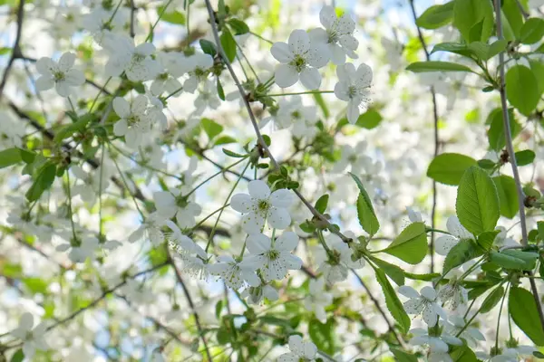 Větve Kvetoucího Třešně Slunném Jarním Dni Zahradě — Stock fotografie