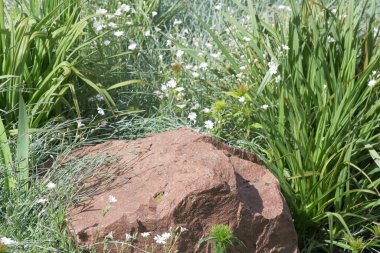Yeşil doğal çevre arka planı ve canlı bahar çimenleri.