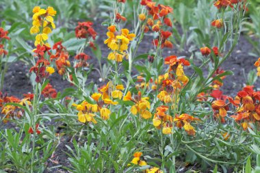 Güneşli bir bahar gününde güzel, küçük bahar çiçekleri yakın çekim makro fotoğrafçılık.