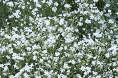 Güneşli bir bahar gününde güzel, küçük bahar çiçekleri yakın çekim makro fotoğrafçılık.