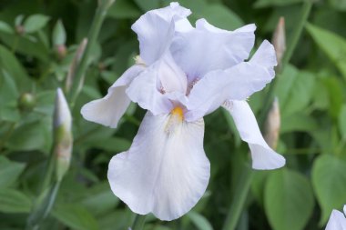 Beyaz şakayık çiçeği, doğal bir çiçeğin yakın plan fotoğrafı.