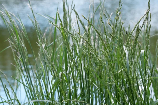 Grön Naturlig Eko Bakgrund Med Levande Våren Gräs Närbild — Stockfoto
