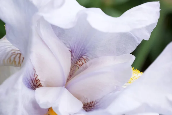 White Peony Flower Close Natural Floral Background — Stock Photo, Image